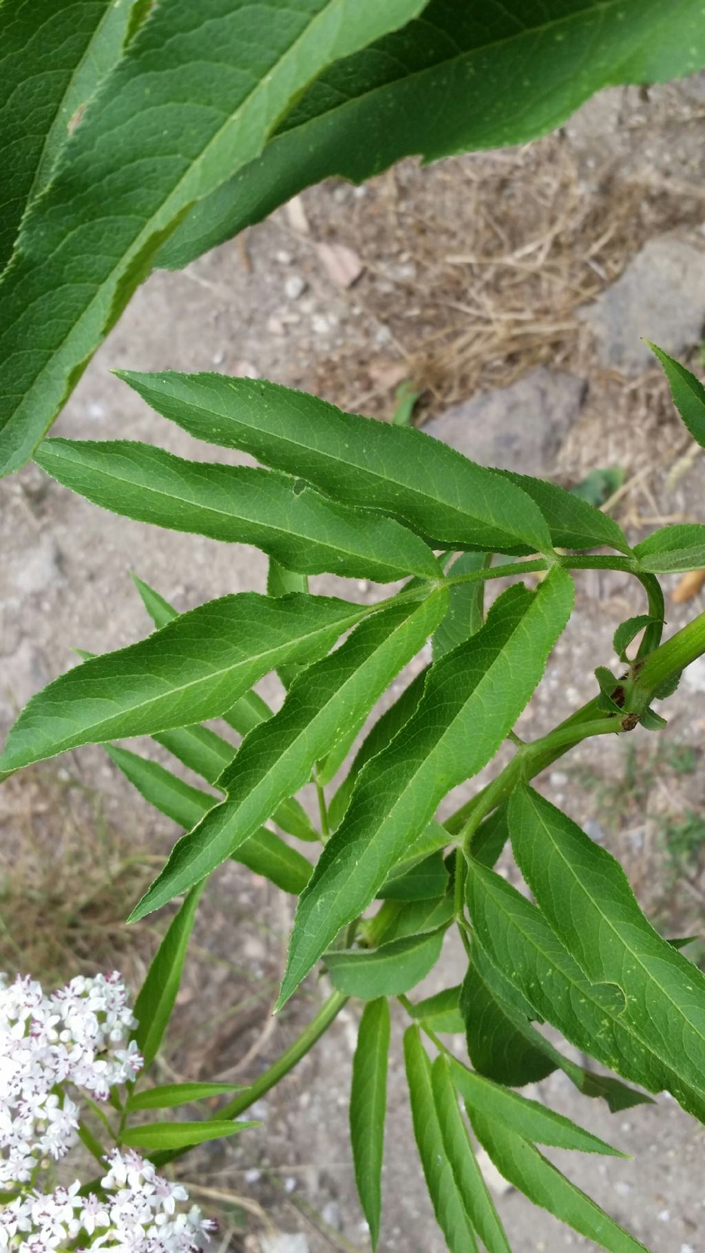 Sambucus ebulus